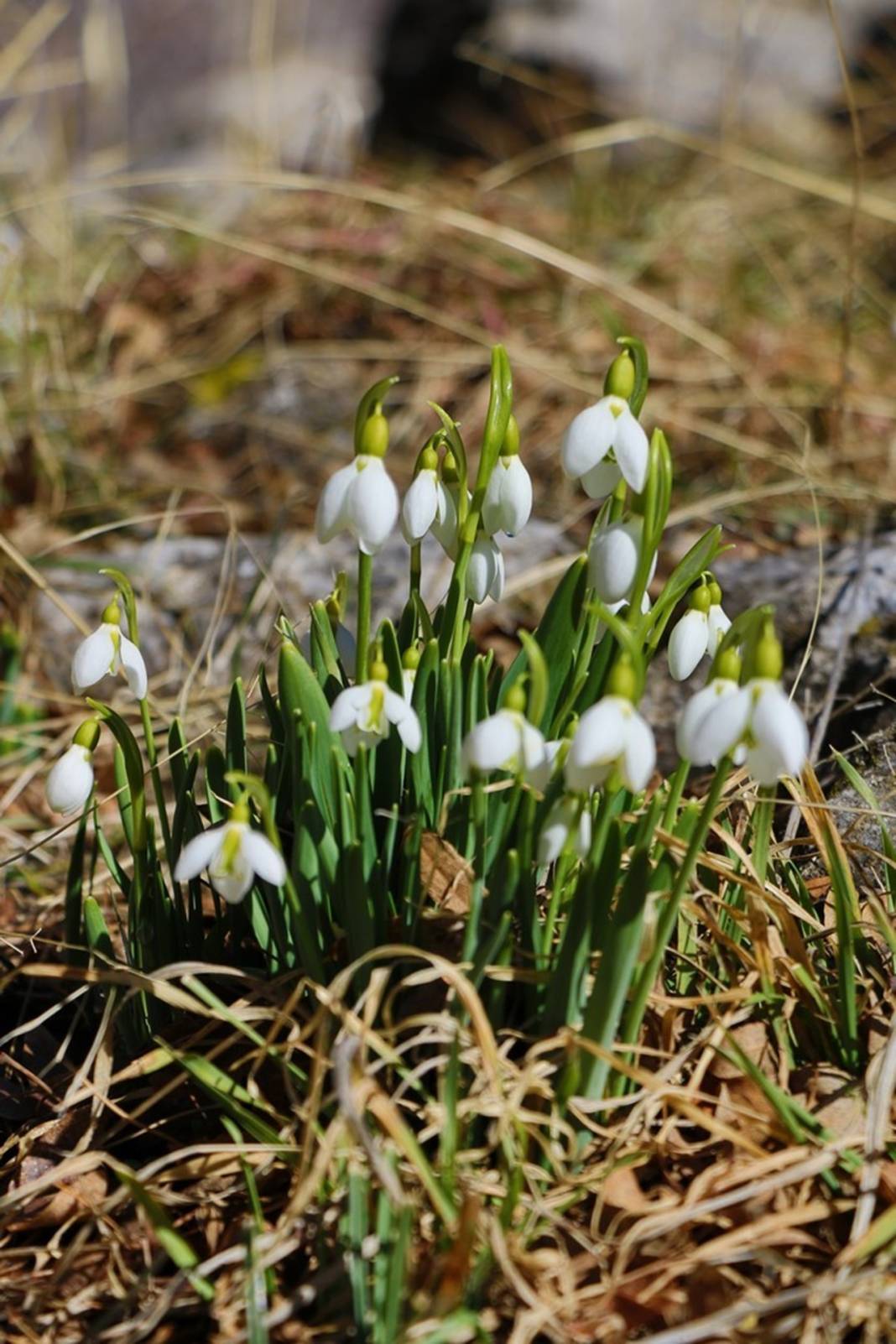 Hadim’in yüksek kesimlerinde baharın müjdecileri görüldü 1